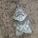Gray Leafroller Moth - Photo (c) Eric Knopf, some rights reserved (CC BY-NC), uploaded by Eric Knopf