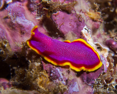 Pseudoceros ferrugineus