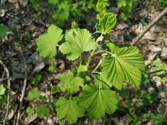 Ribes rubrum