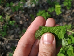 Ribes rubrum