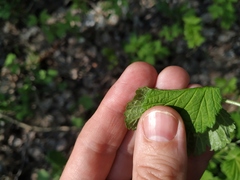 Ribes rubrum