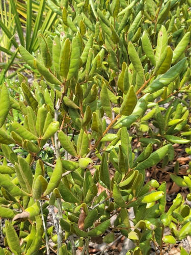 Image of Quercus inopina by (c) Jay Horn, some rights reserved (CC BY)