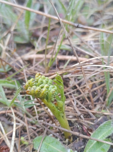 Michigan moonwort (Botrychium michiganense)