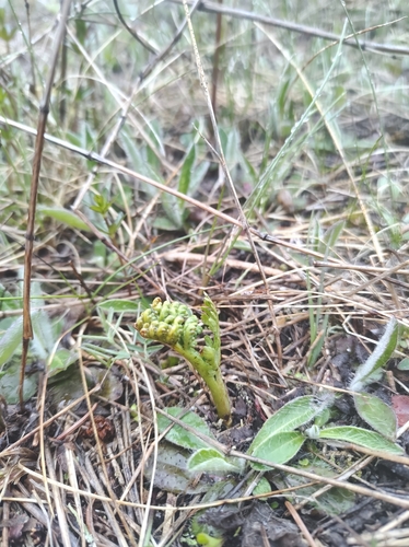 Image of Botrychium michiganense by no rights reserved