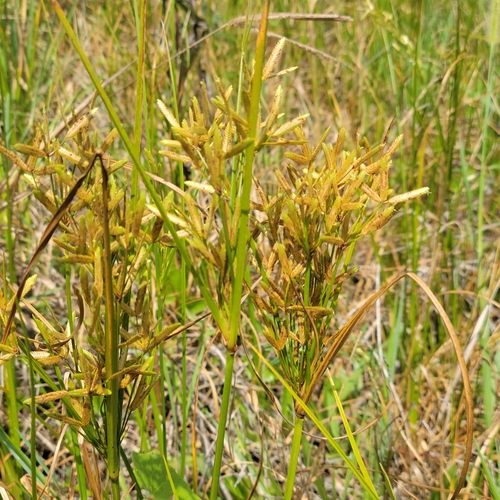 Image of Cyperus lecontei by (c) Jay Horn, some rights reserved (CC BY)