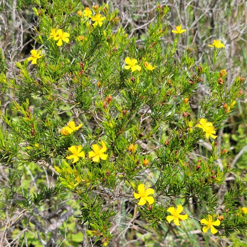 Image of Hypericum fasciculatum by (c) Jay Horn, some rights reserved (CC BY)
