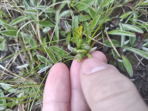 Image of Botrychium michiganense by no rights reserved