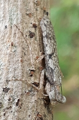 Amorphoscelis annulicornis
