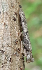 Amorphoscelis annulicornis