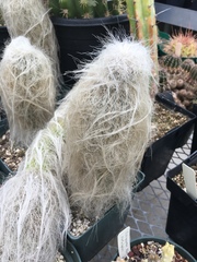 Cephalocereus senilis