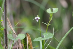 Viola arcuata