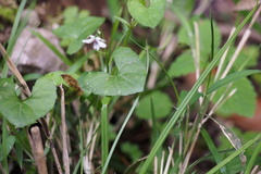 Viola arcuata
