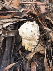 Amanita ananiceps
