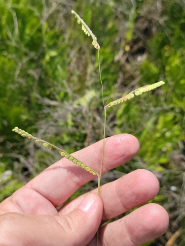 Image of Paspalum praecox by (c) Jay Horn, some rights reserved (CC BY)