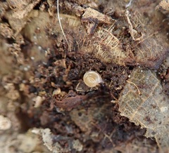 Discoconulus