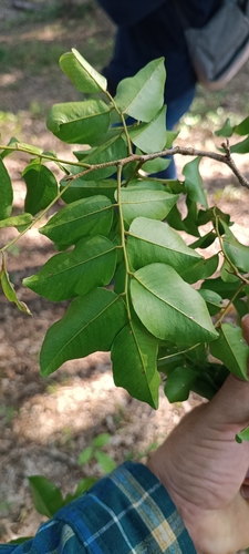 Myroxylon balsamum - Leaves