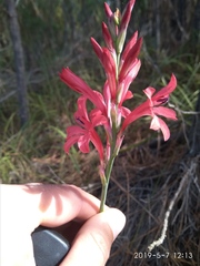 Tritoniopsis pulchra
