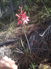 Tritoniopsis pulchra