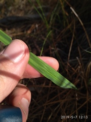 Tritoniopsis pulchra