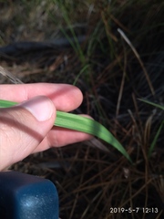 Tritoniopsis pulchra