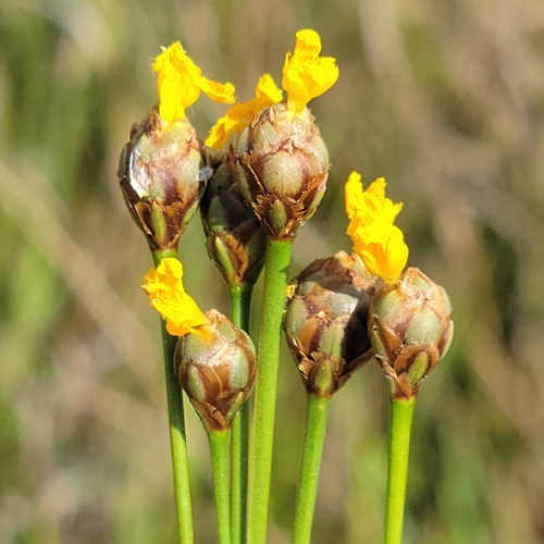Image of Xyris stenotera by (c) Jay Horn, some rights reserved (CC BY)