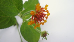 Lantana tiliaefolia