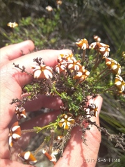 Jamesbrittenia albomarginata