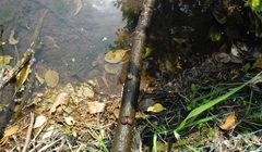 Helicorbis cantori