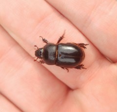 Temnorhynchus baal