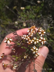 Jamesbrittenia albomarginata