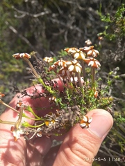 Jamesbrittenia albomarginata