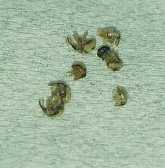 Nanophyes marmoratus