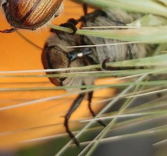Brancoplia leucaspis vseteckai