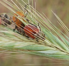 Brancoplia klapperichi