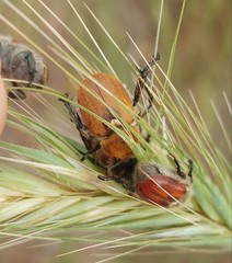 Brancoplia leucaspis vseteckai