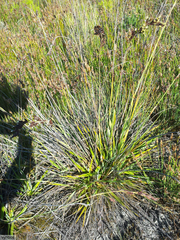 Tetraria triangularis