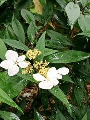 Hydrangea chinensis