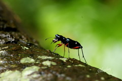 Therates fruhstorferi