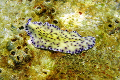 Pseudoceros laingensis