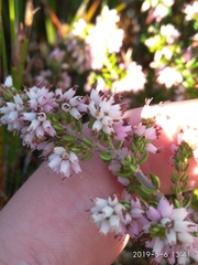 Erica interrupta