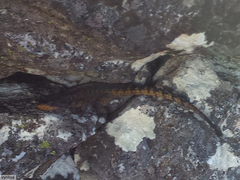Pseudocordylus microlepidotus