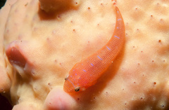 Cochleoceps orientalis