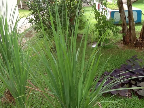 Cymbopogon citratus