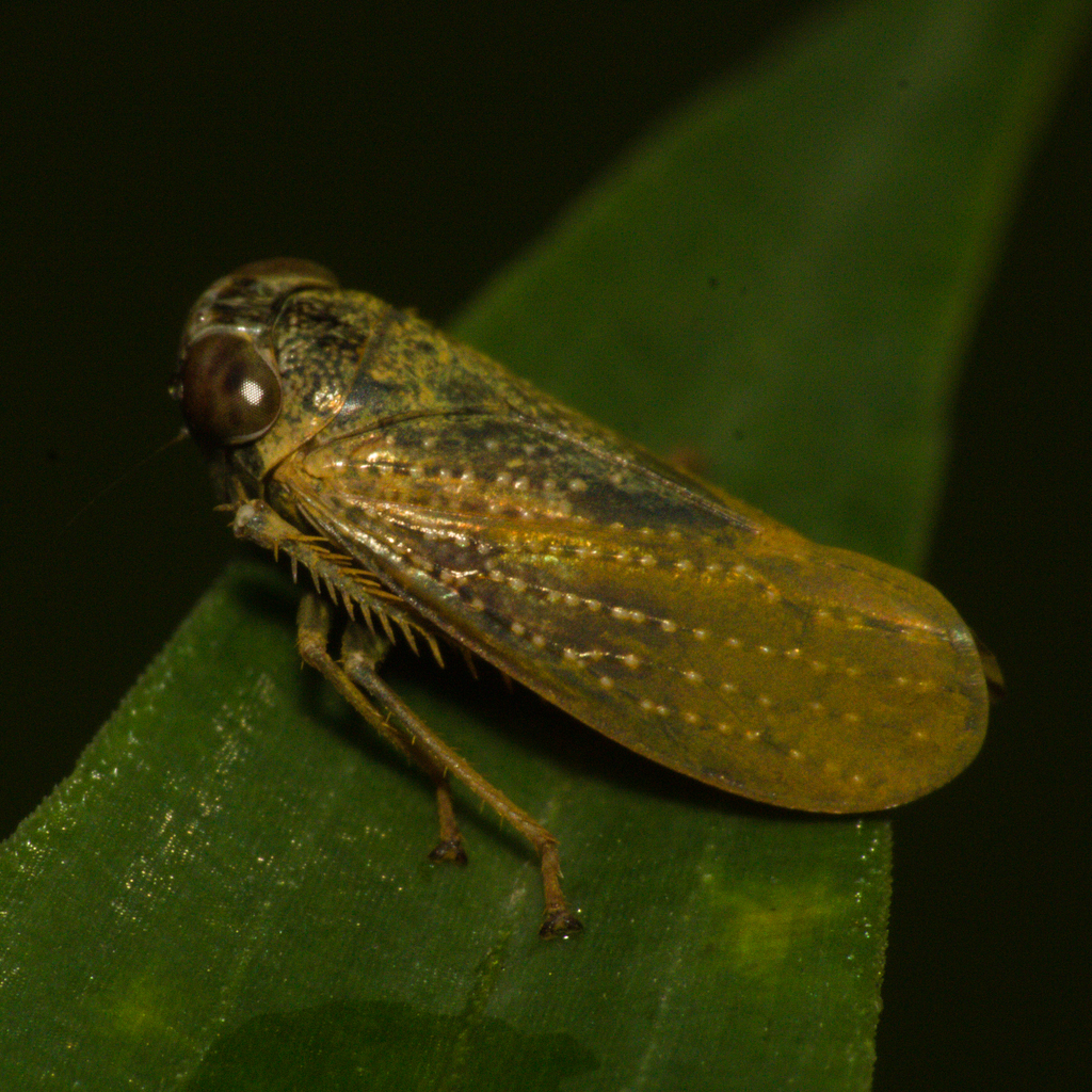 Noritonus multus