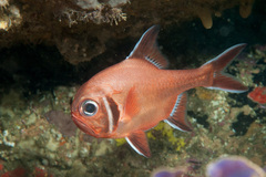 Trachichthys australis