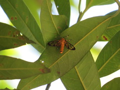Amata grotei