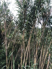 Arundo