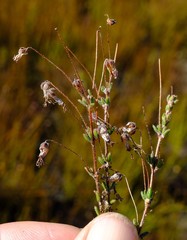 Erica longipedunculata