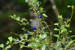 Saldinia myrtilloides