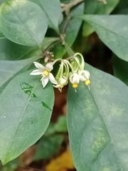 Solanum diphyllum